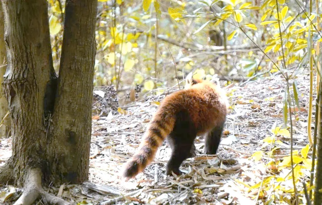 Red panda in a natural setting, representing balance and harmony with nature